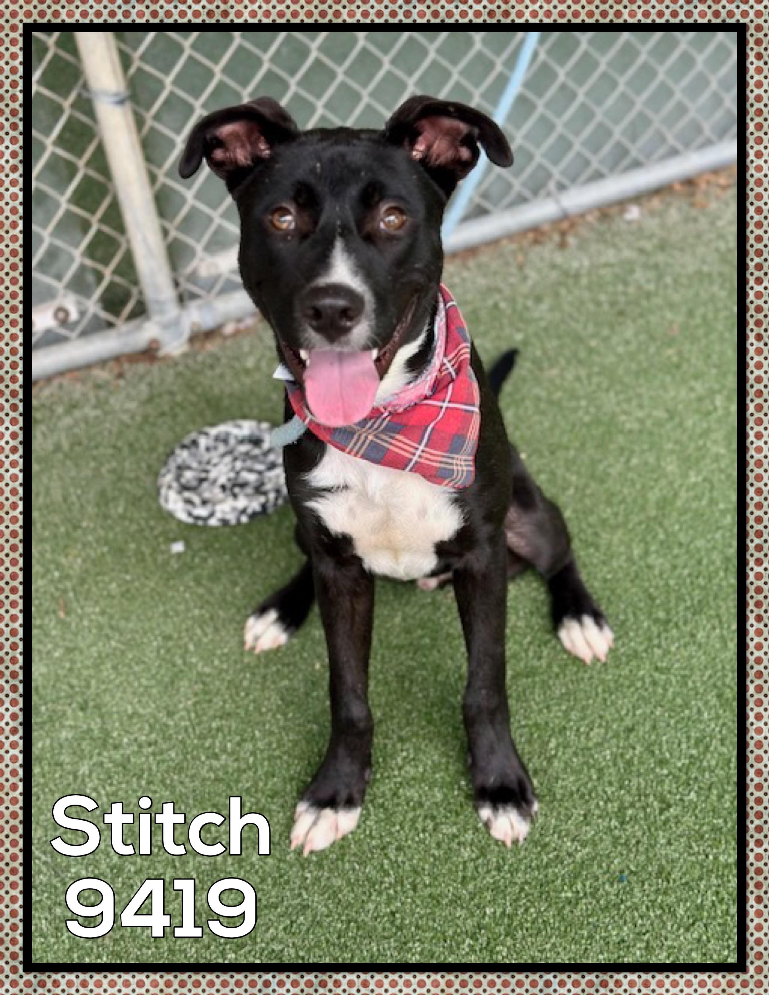 STITCH Labrador Retriever Dog