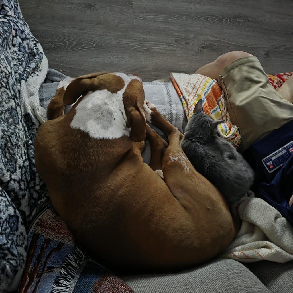 Roo, Adoptable, Young Female Domestic Short Hair.