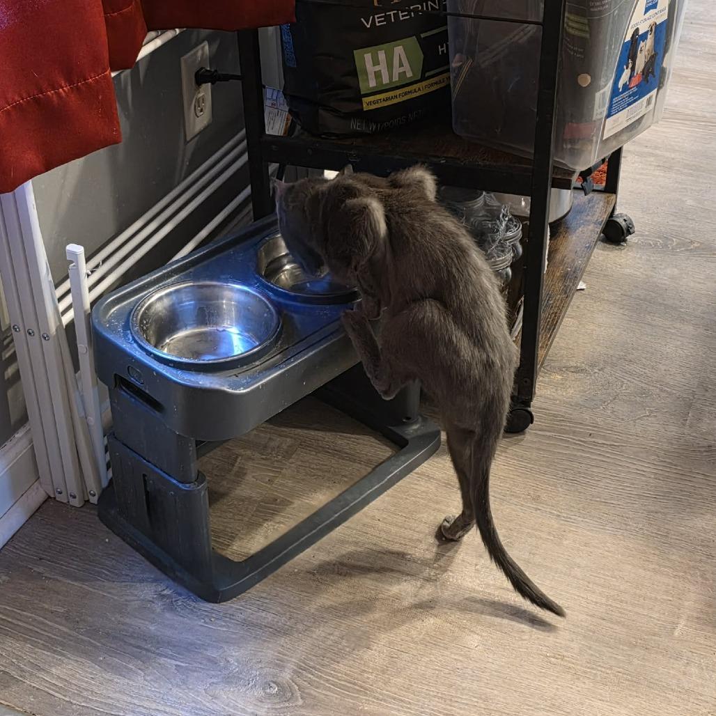 Enlarge Roo, a Adoptable Domestic Short Hair in Jarrettsville, MD image 2/6