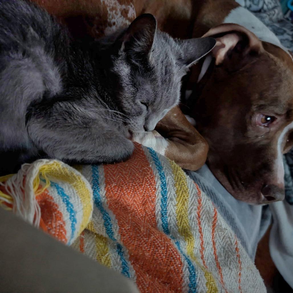 Enlarge Roo, a Adoptable Domestic Short Hair in Jarrettsville, MD image 3/6