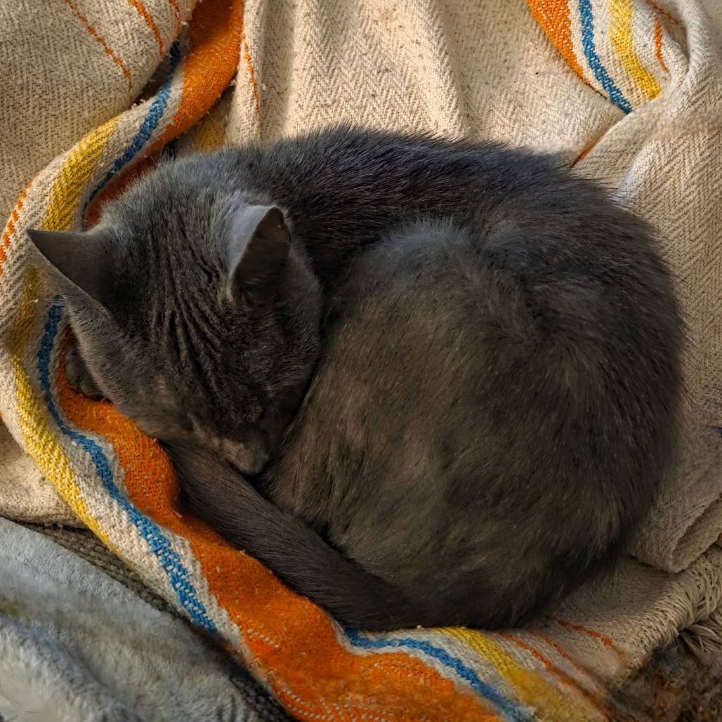Enlarge Roo, a Adoptable Domestic Short Hair in Jarrettsville, MD image 4/6