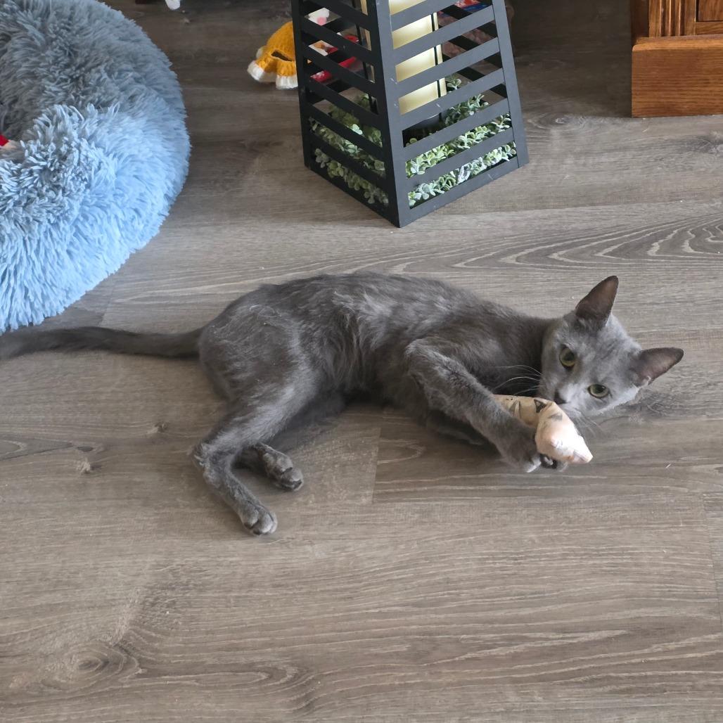 Enlarge Roo, a Adoptable Domestic Short Hair in Jarrettsville, MD image 5/6