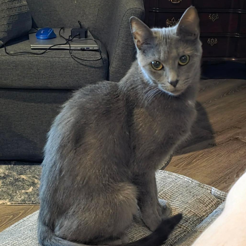 Enlarge Roo, a Adoptable Domestic Short Hair in Jarrettsville, MD image 6/6