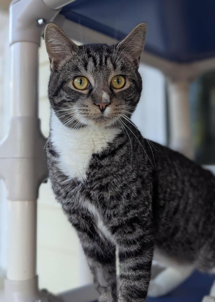 Dipper, Adoptable, Young Male Domestic Short Hair.