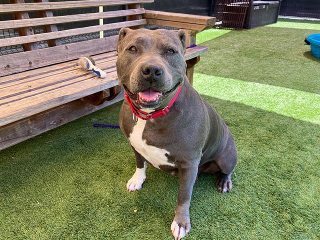 BERTHA, Adoptable, Adult Female Pit Bull Terrier.