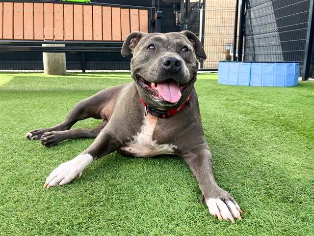 BERTHA, Adoptable, Adult Female Pit Bull Terrier.