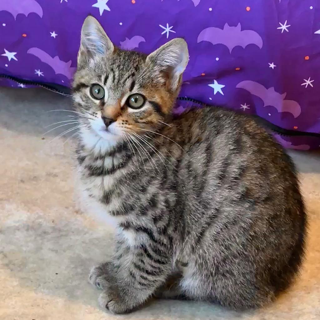 Chloe 🌻, Adoptable, Kitten Female Domestic Short Hair.