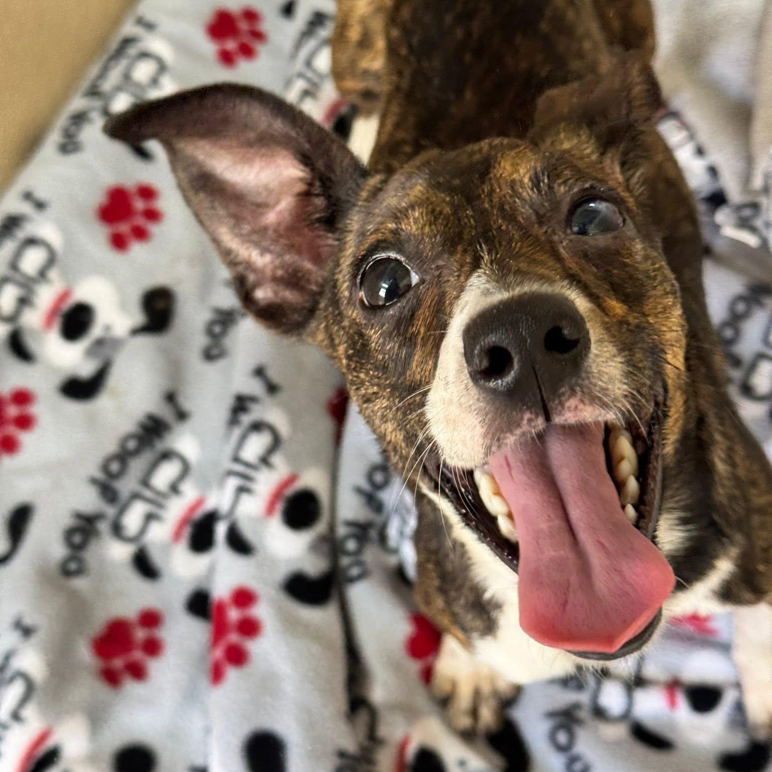 Mia, an adoptable Mixed Breed in St. Augustine, FL image 2/4