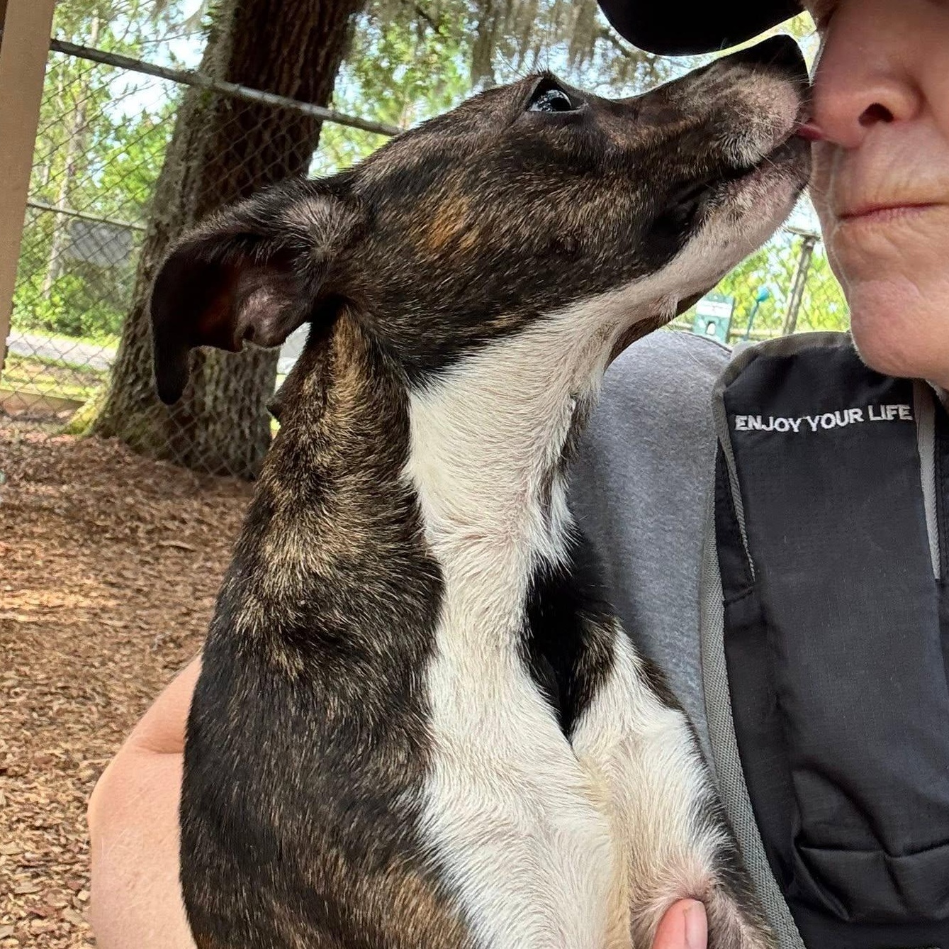 Mia, an adoptable Mixed Breed in St. Augustine, FL image 3/4