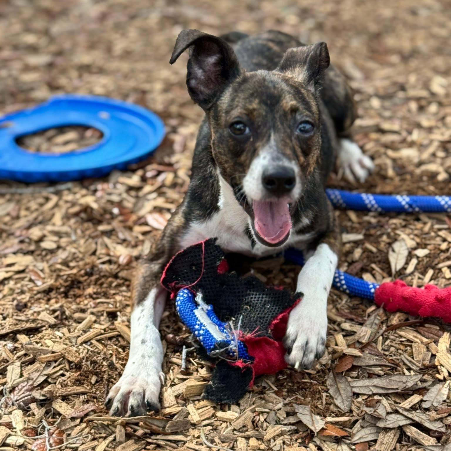 Mia, an adoptable Mixed Breed in St. Augustine, FL image 4/4