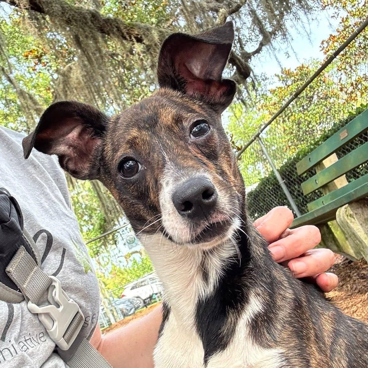 Mia, adoptable, Young Female Mixed Breed.