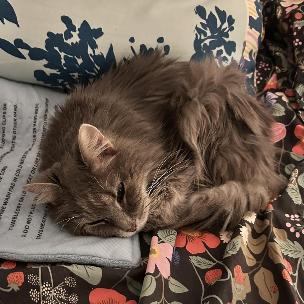 Enlarge Tuesday, a Adoptable Domestic Long Hair in Nashville, TN image 1/6