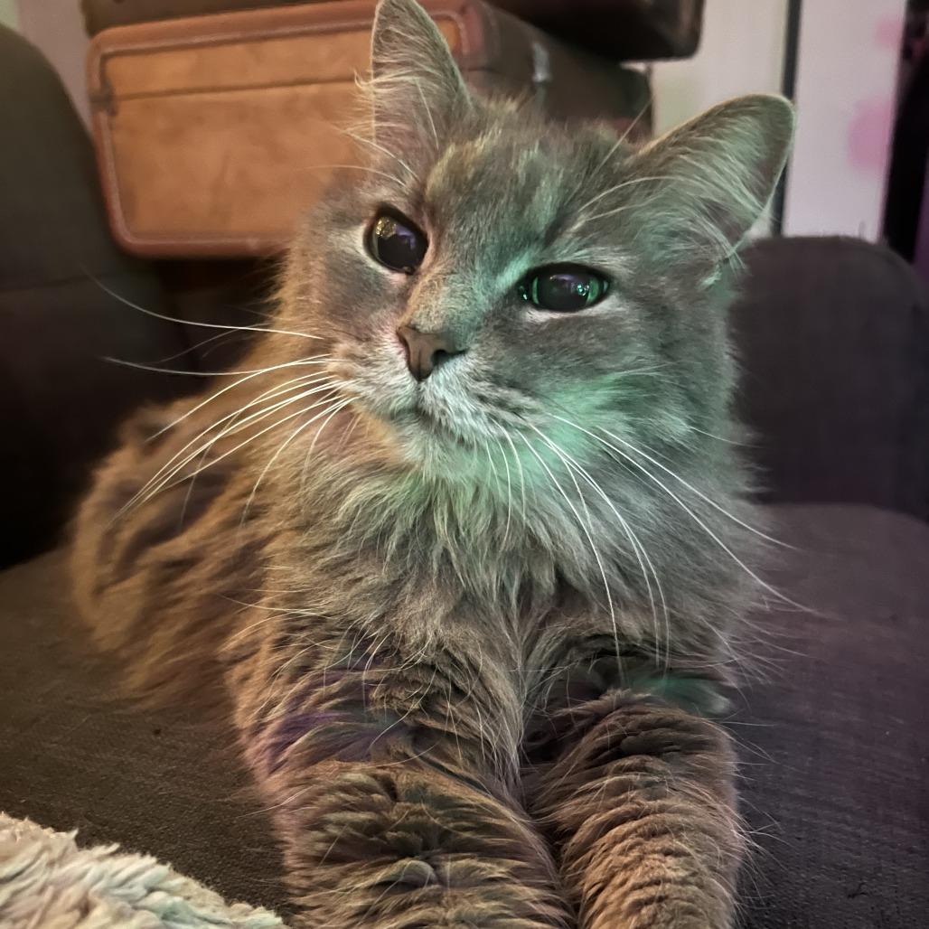 Enlarge Tuesday, a Adoptable Domestic Long Hair in Nashville, TN image 2/6