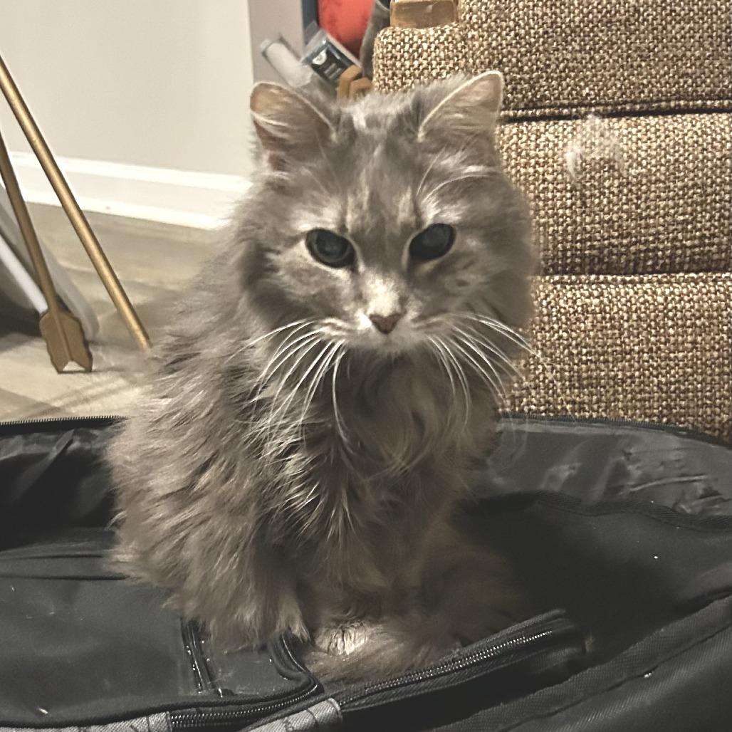 Enlarge Tuesday, a Adoptable Domestic Long Hair in Nashville, TN image 3/6