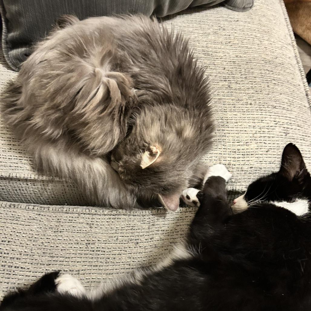 Enlarge Tuesday, a Adoptable Domestic Long Hair in Nashville, TN image 4/6