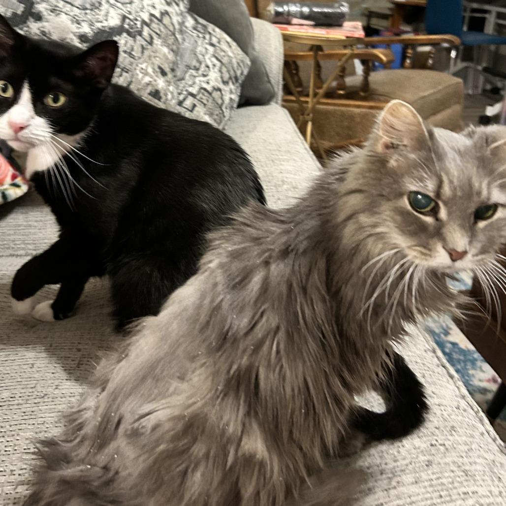 Enlarge Tuesday, a Adoptable Domestic Long Hair in Nashville, TN image 5/6