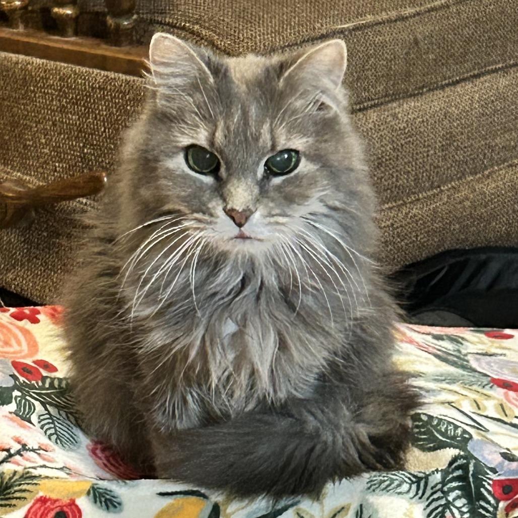 Enlarge Tuesday, a Adoptable Domestic Long Hair in Nashville, TN image 6/6