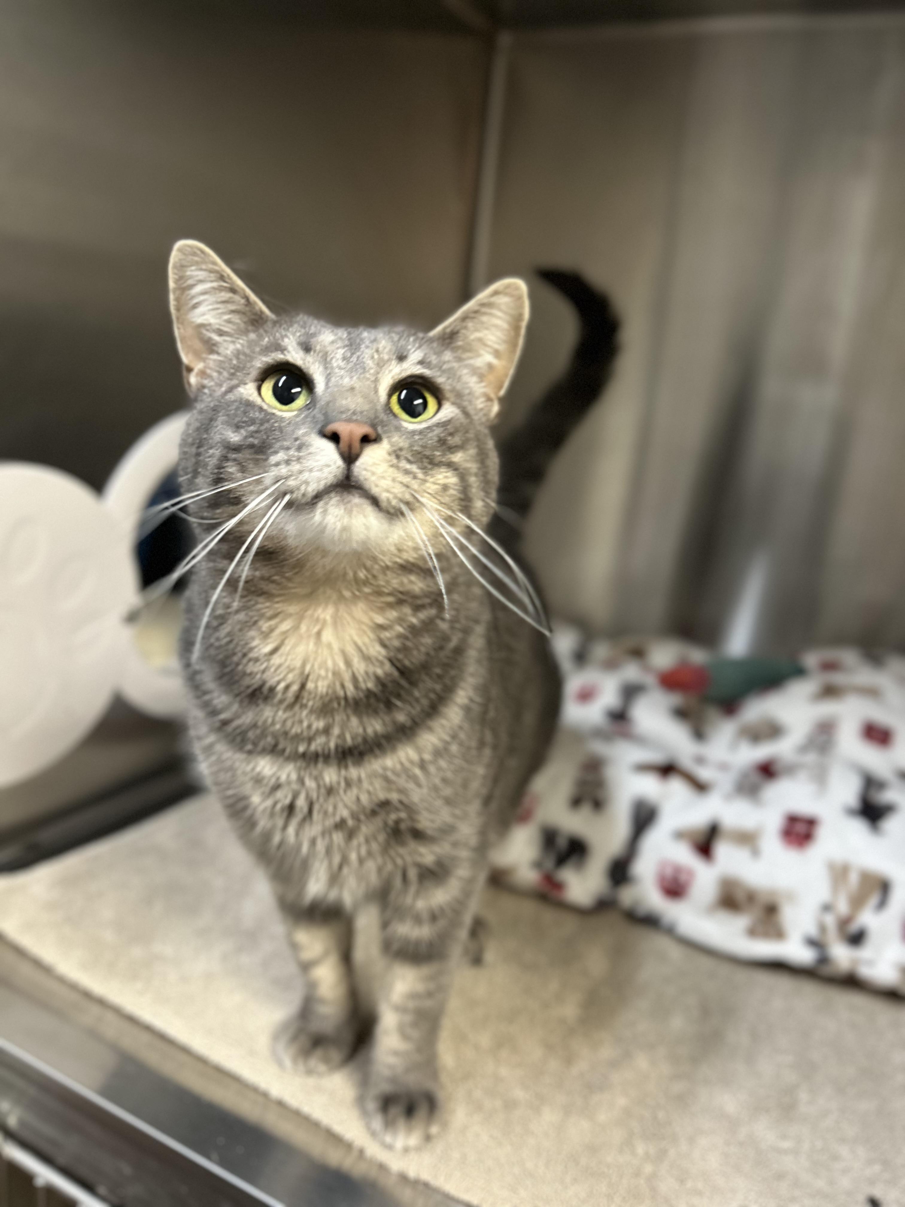 Mama Muffin , ADOPTABLE, Adult Female Domestic Short Hair.