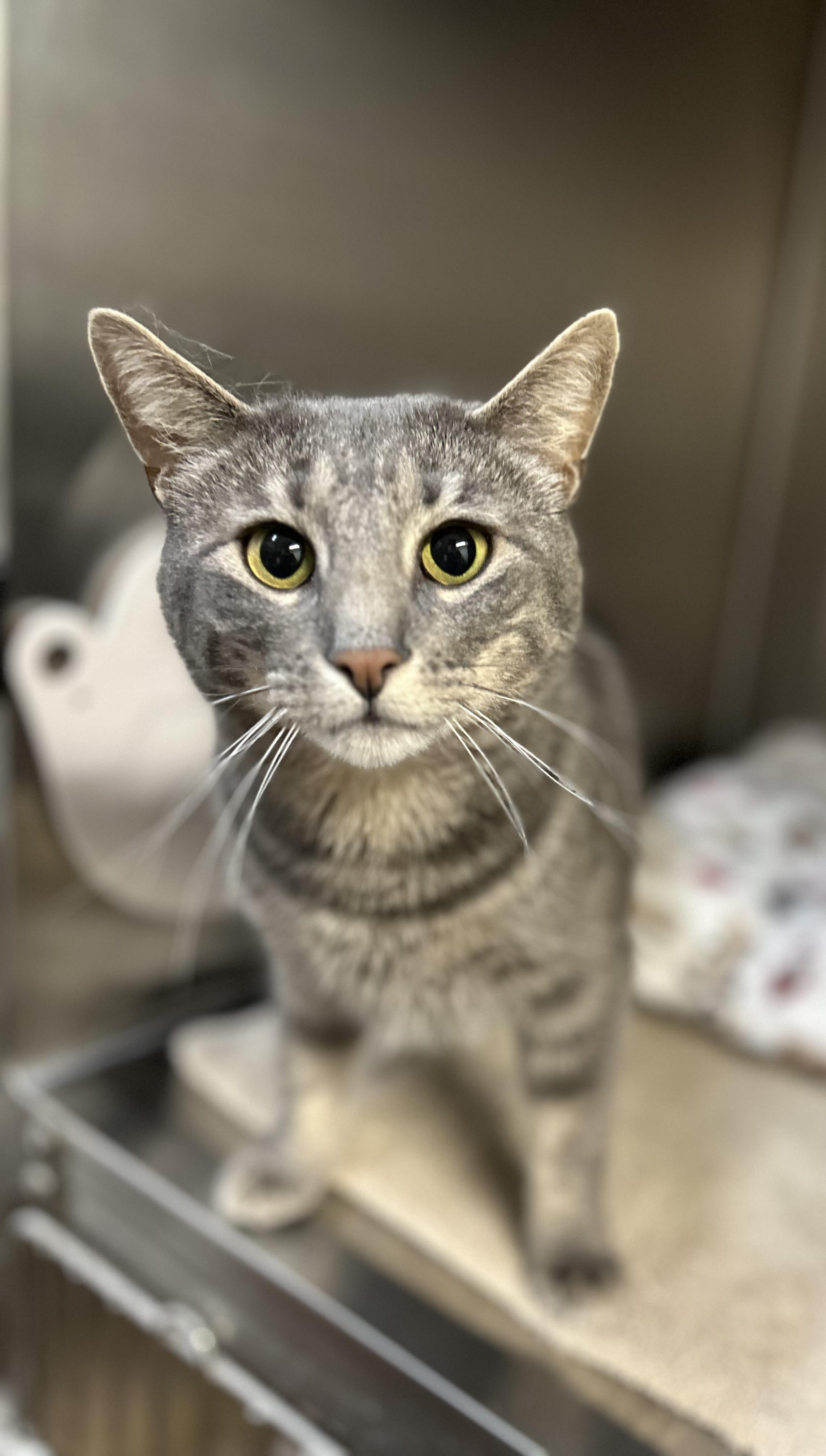 Enlarge Mama Muffin , a ADOPTABLE Domestic Short Hair in Howes Cave, NY image 2/4