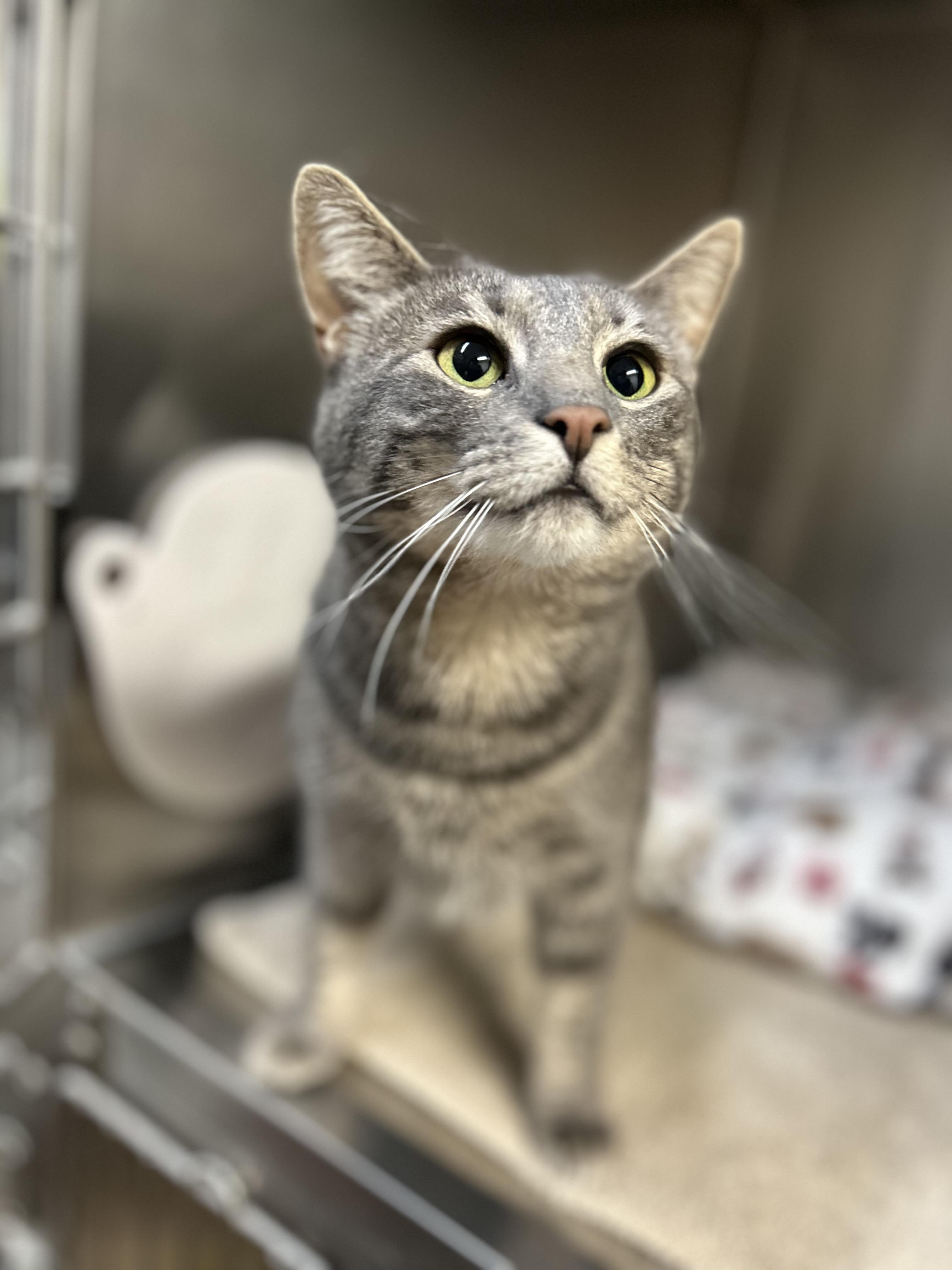 Enlarge Mama Muffin , a ADOPTABLE Domestic Short Hair in Howes Cave, NY image 3/4