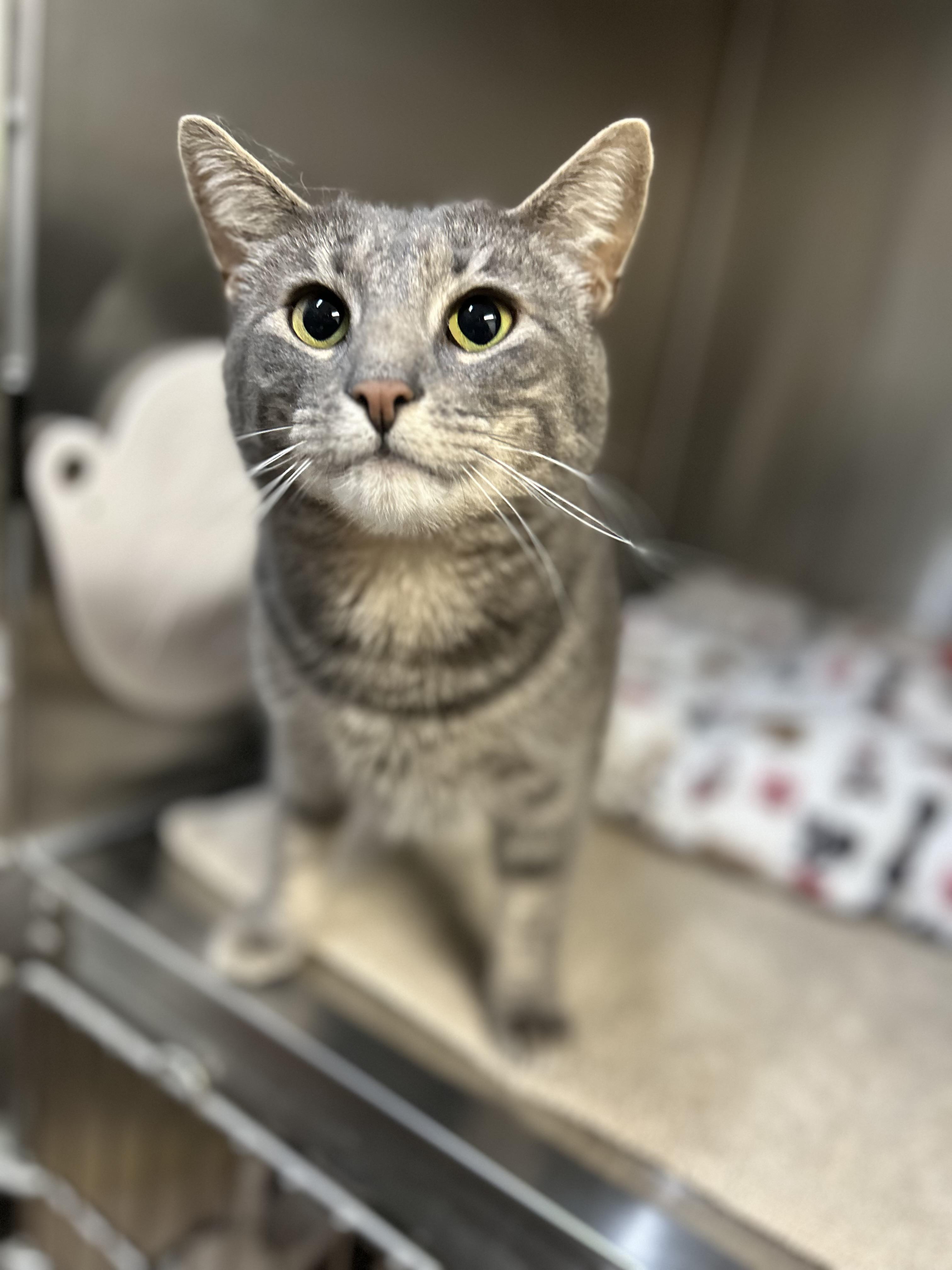 Enlarge Mama Muffin , a ADOPTABLE Domestic Short Hair in Howes Cave, NY image 4/4