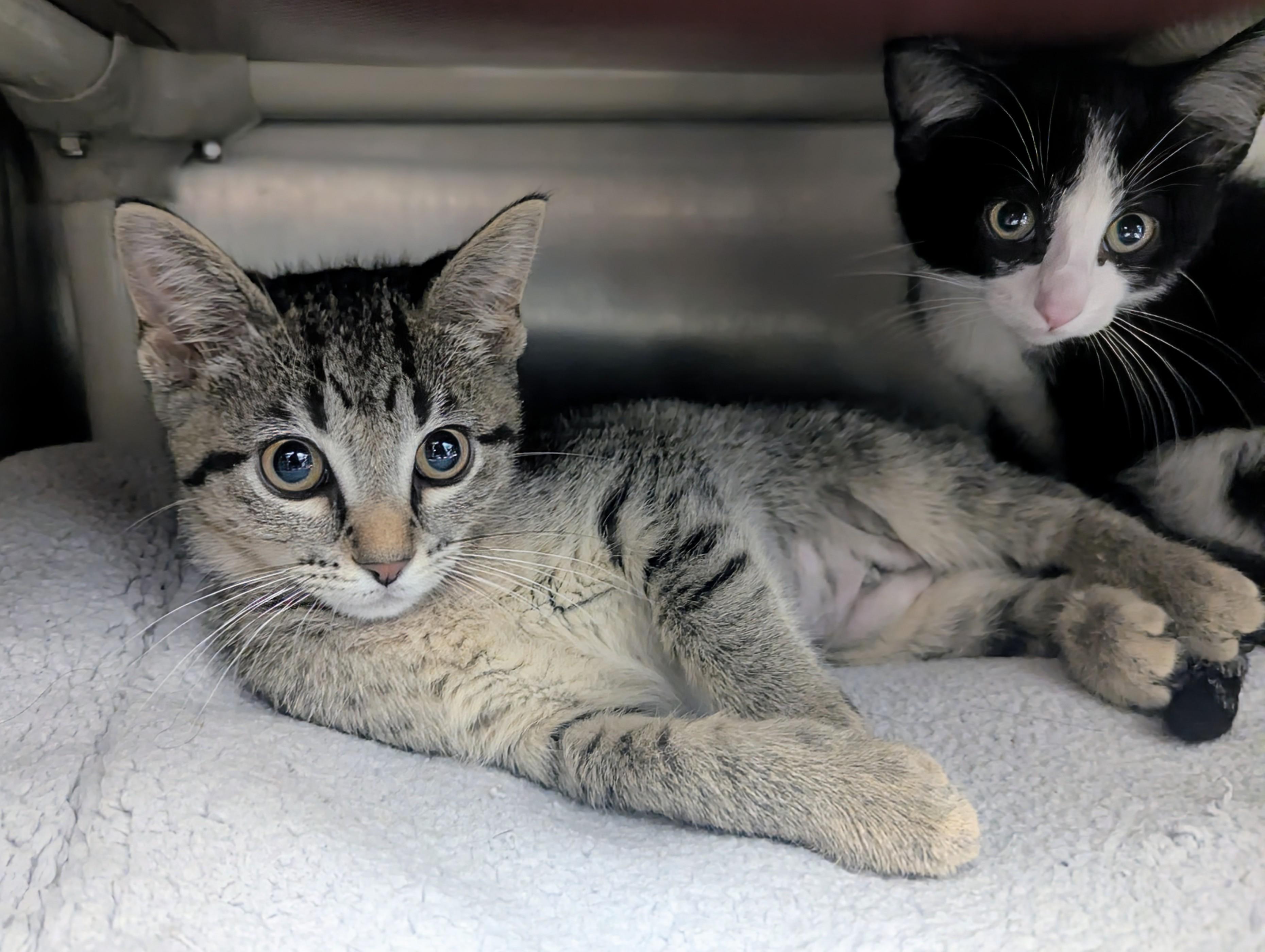 Enlarge Stevie, a Adopted Domestic Short Hair in Springfield, IL image 3/3