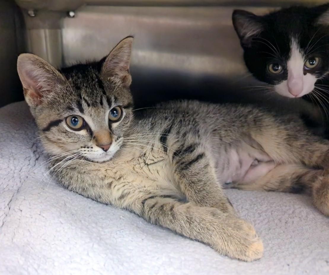 Stevie, Adopted, Kitten Female Domestic Short Hair.