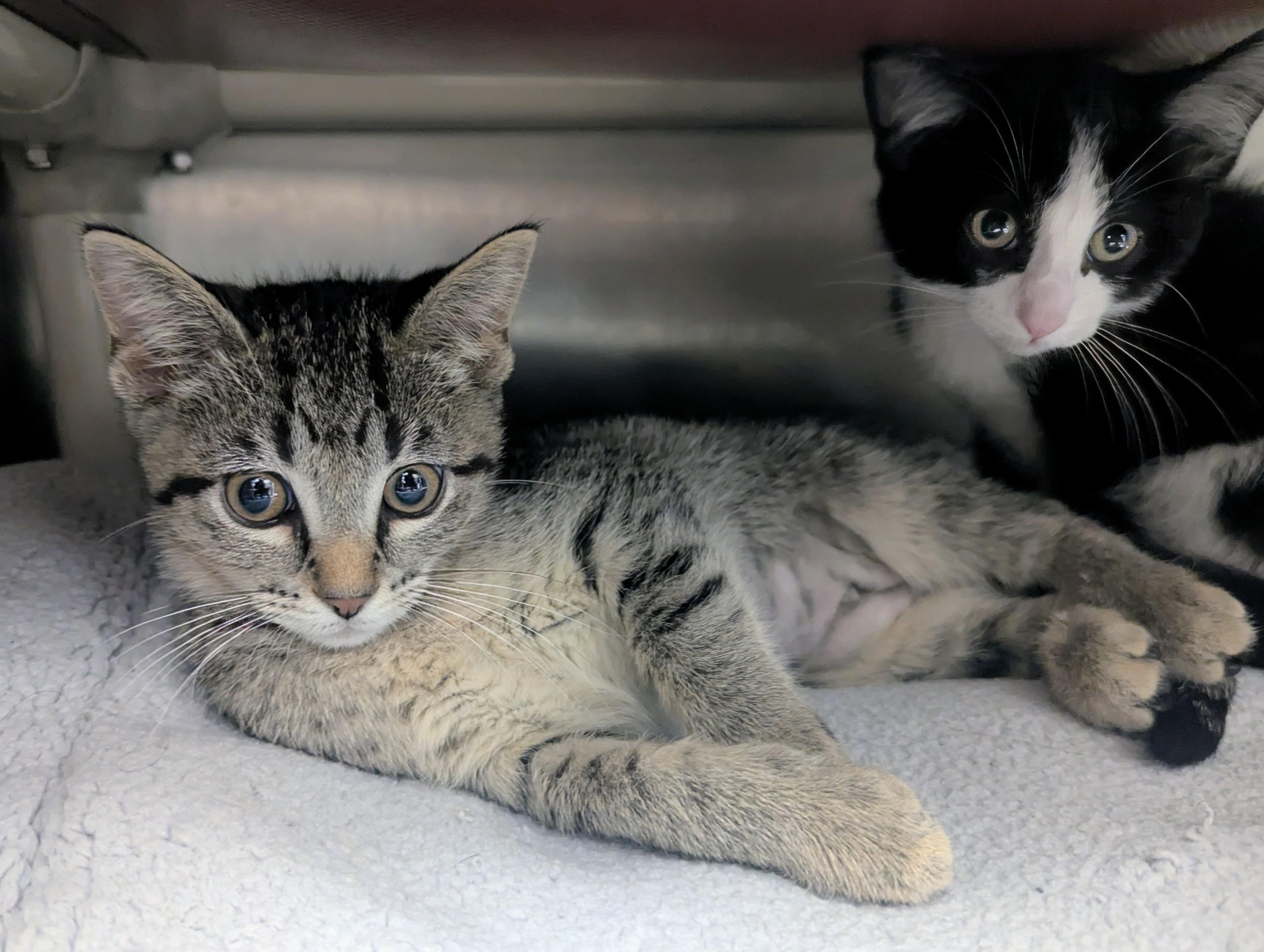 Enlarge Stevie, a Adopted Domestic Short Hair in Springfield, IL image 2/3