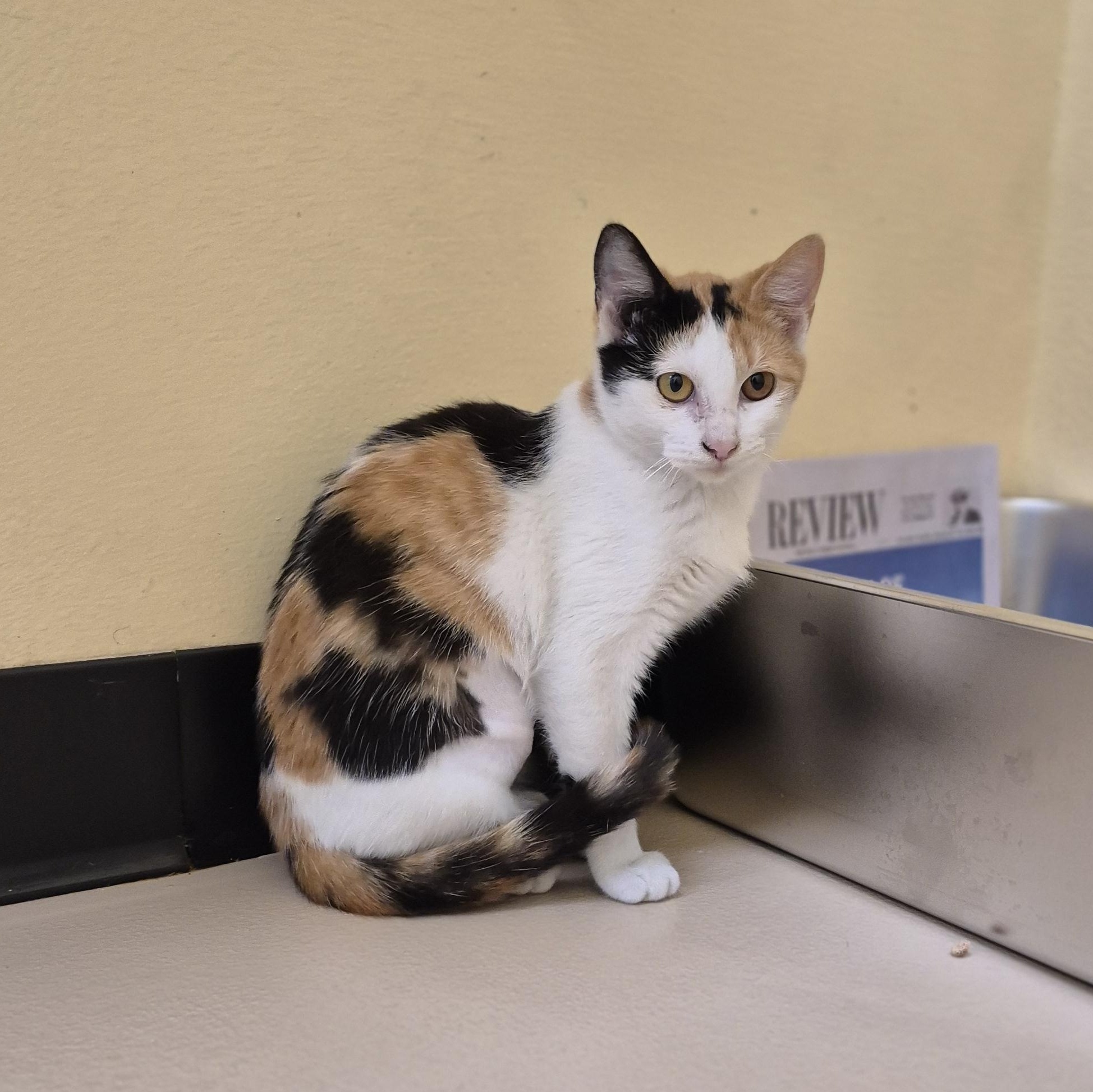 Enlarge Velcro, an adopted Domestic Short Hair in Schertz, TX image 1/3
