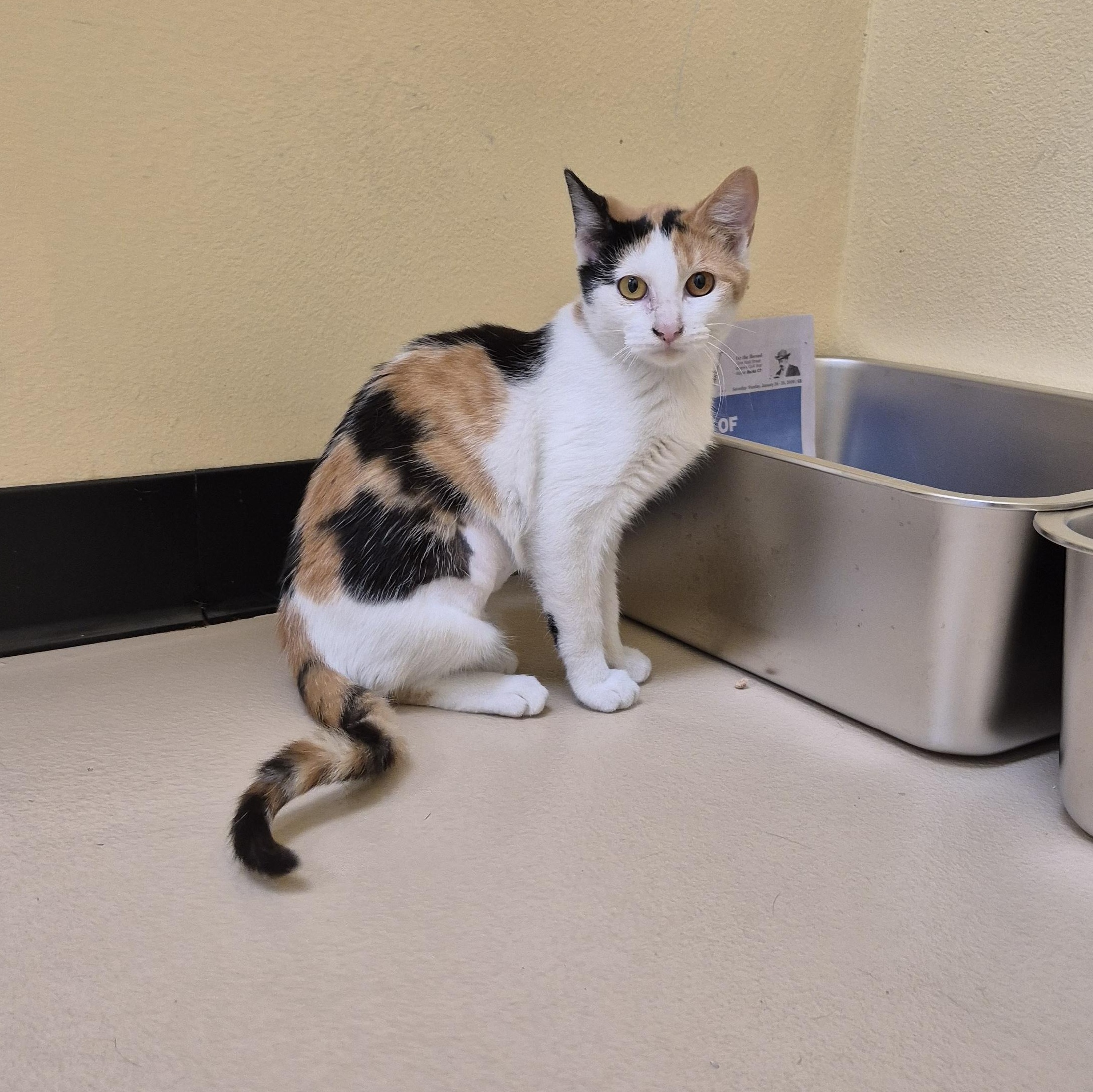 Enlarge Velcro, an adopted Domestic Short Hair in Schertz, TX image 2/3