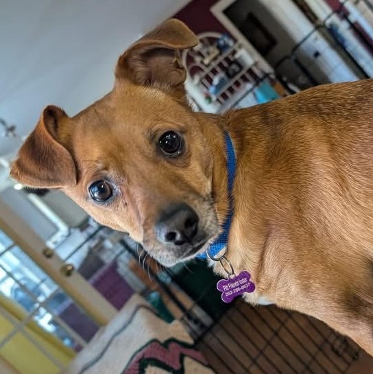 Enlarge Milo, an adoptable mixed breed in Ayden, NC image 2/5