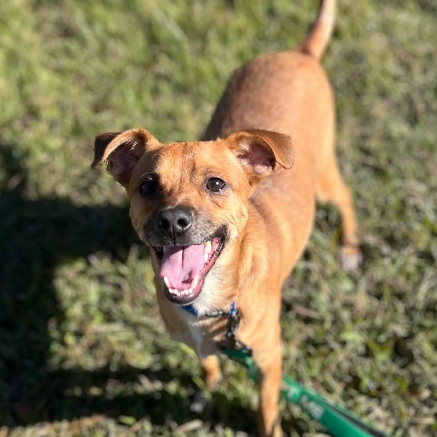 Enlarge Milo, an adoptable mixed breed in Ayden, NC image 1/5