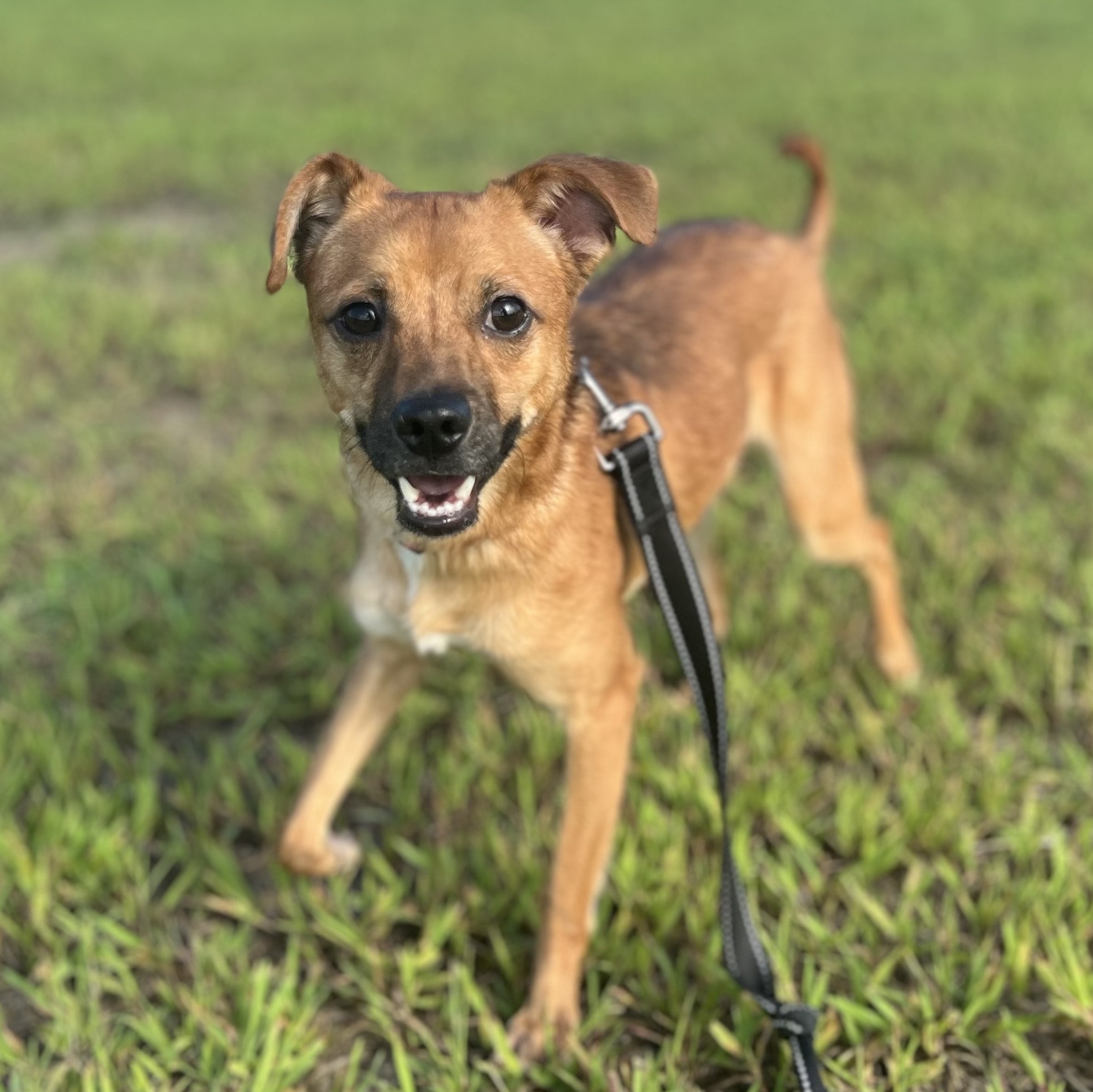 Enlarge Milo, an adoptable mixed breed in Ayden, NC image 4/5