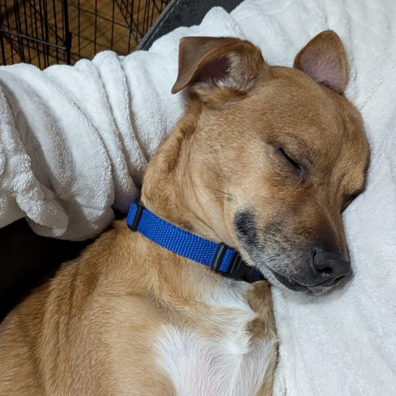 Enlarge Milo, an adoptable mixed breed in Ayden, NC image 3/5