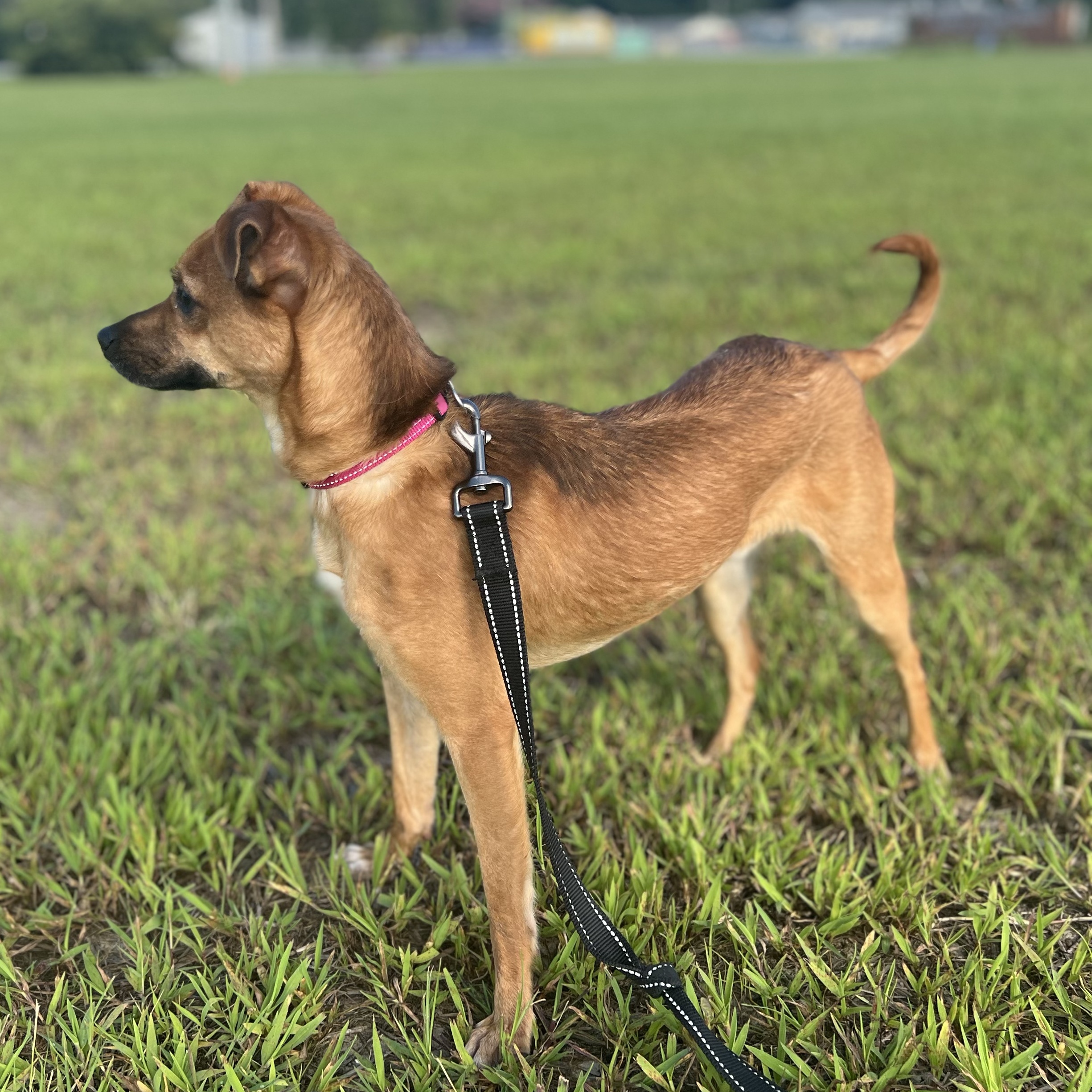 Enlarge Milo, an adoptable mixed breed in Ayden, NC image 5/5