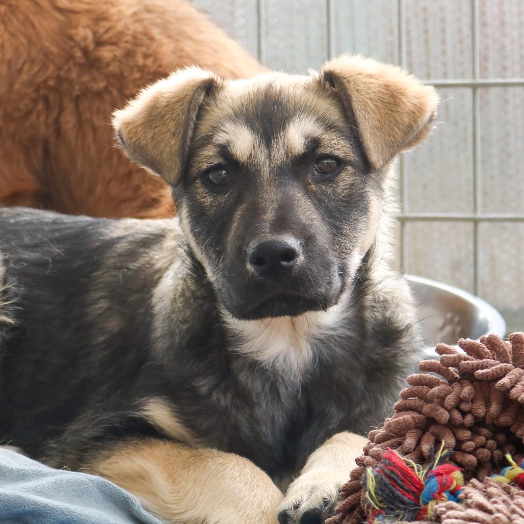 Enlarge Callie, a Adoptable Shepherd in Taos, NM image 1/4