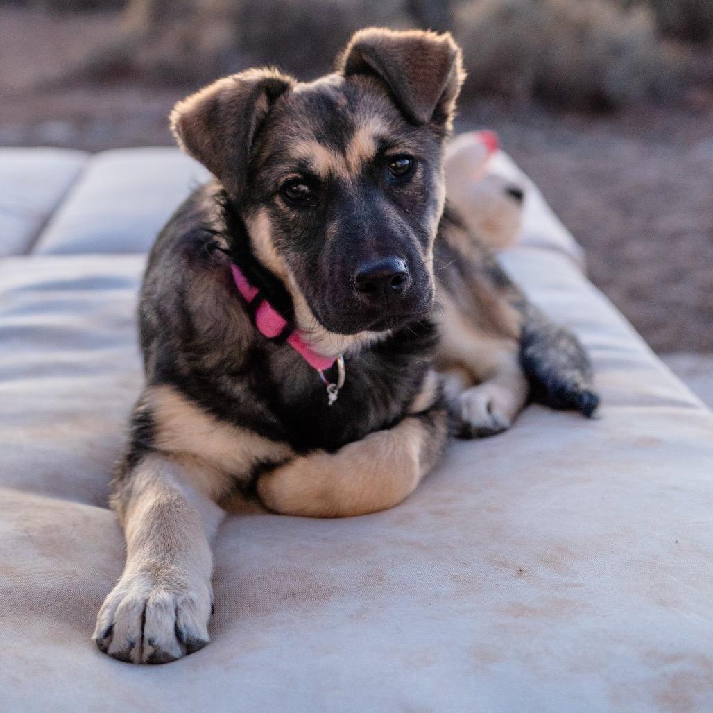 Enlarge Callie, a Adoptable Shepherd in Taos, NM image 2/4