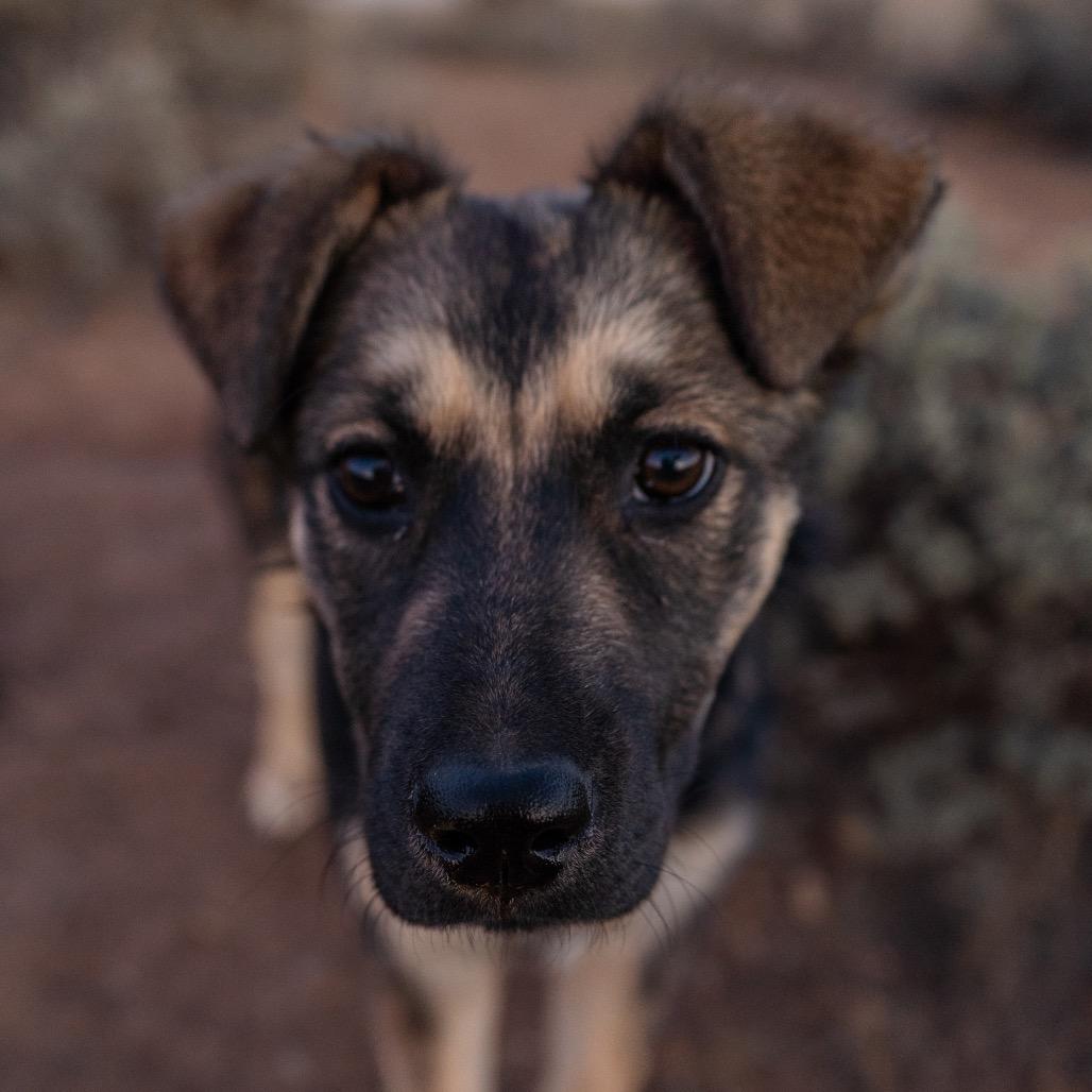 Enlarge Callie, a Adoptable Shepherd in Taos, NM image 3/4