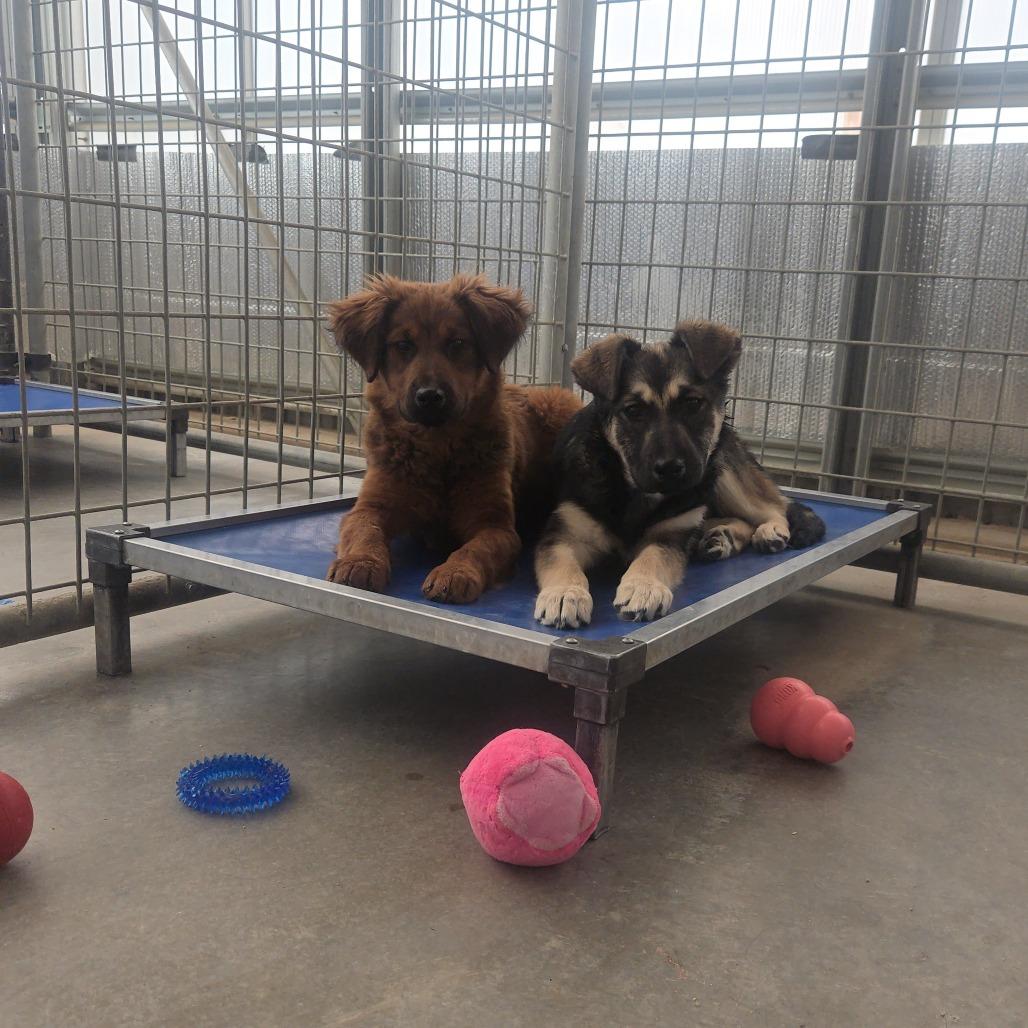 Enlarge Callie, a Adoptable Shepherd in Taos, NM image 4/4