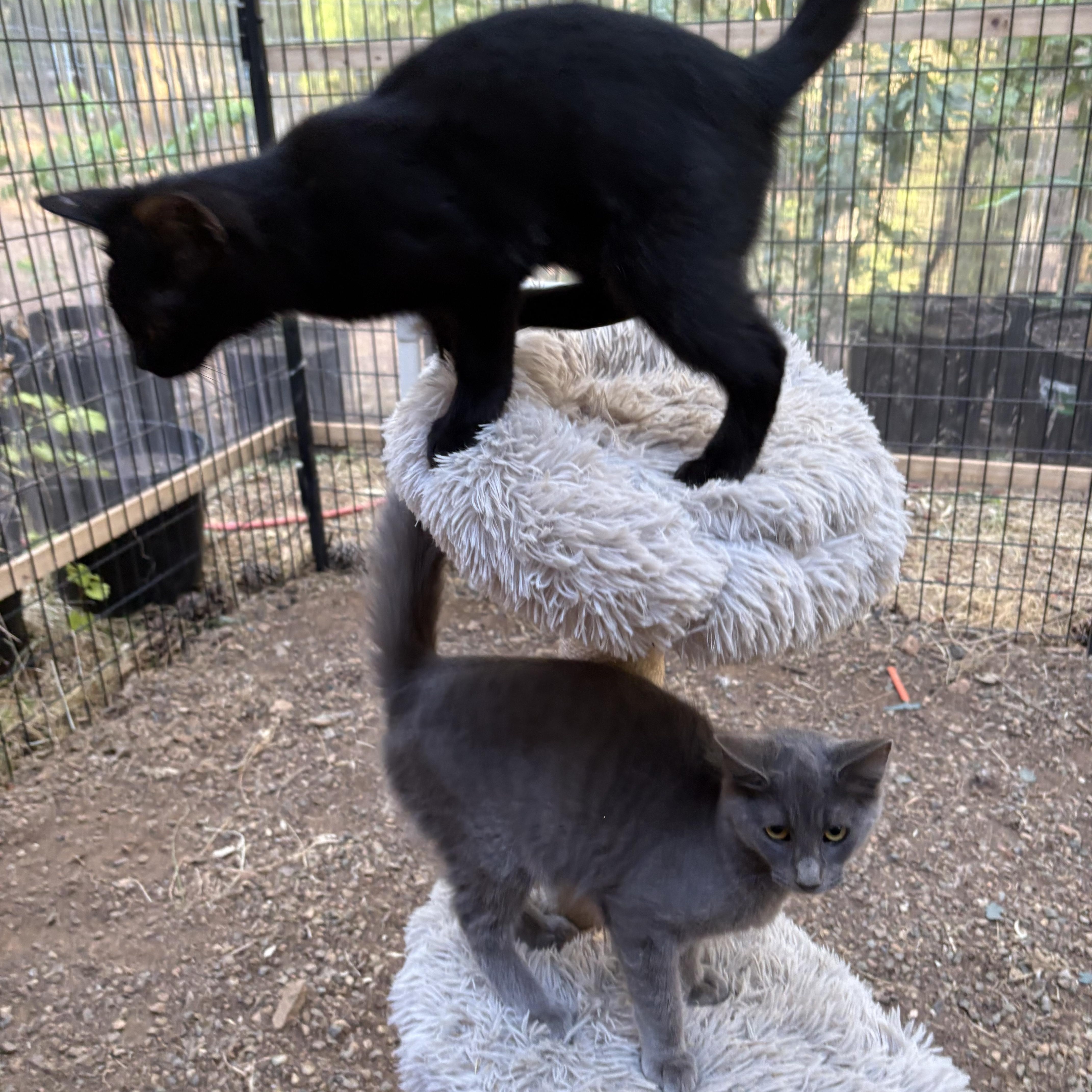 Enlarge Tom and Jerry, a Adoptable mixed breed in Oakland, CA image 2/5