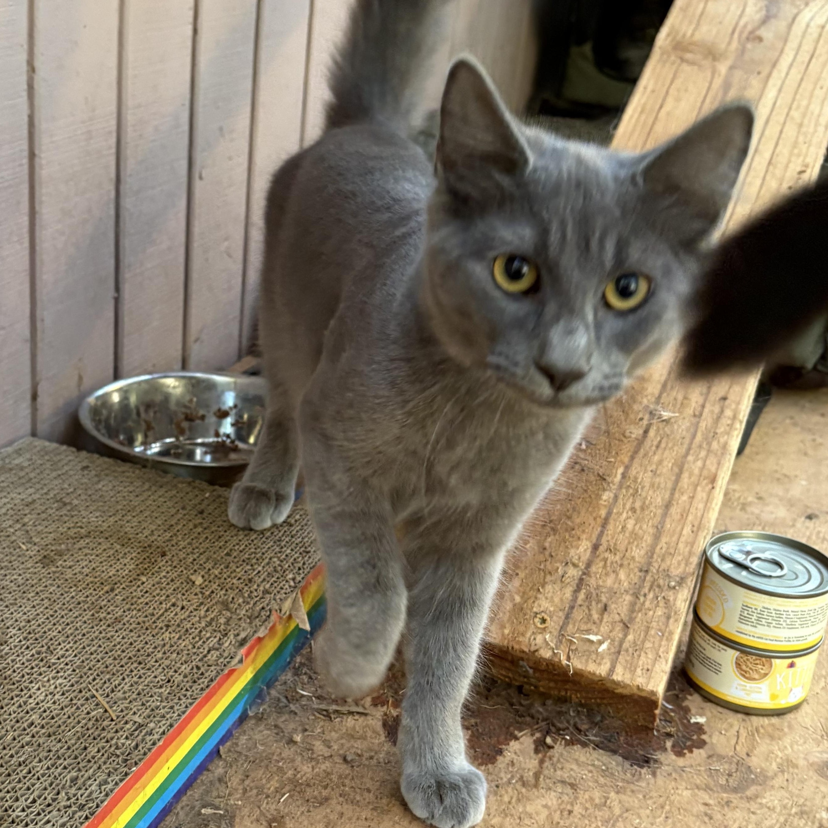 Enlarge Tom and Jerry, a Adoptable mixed breed in Oakland, CA image 4/5