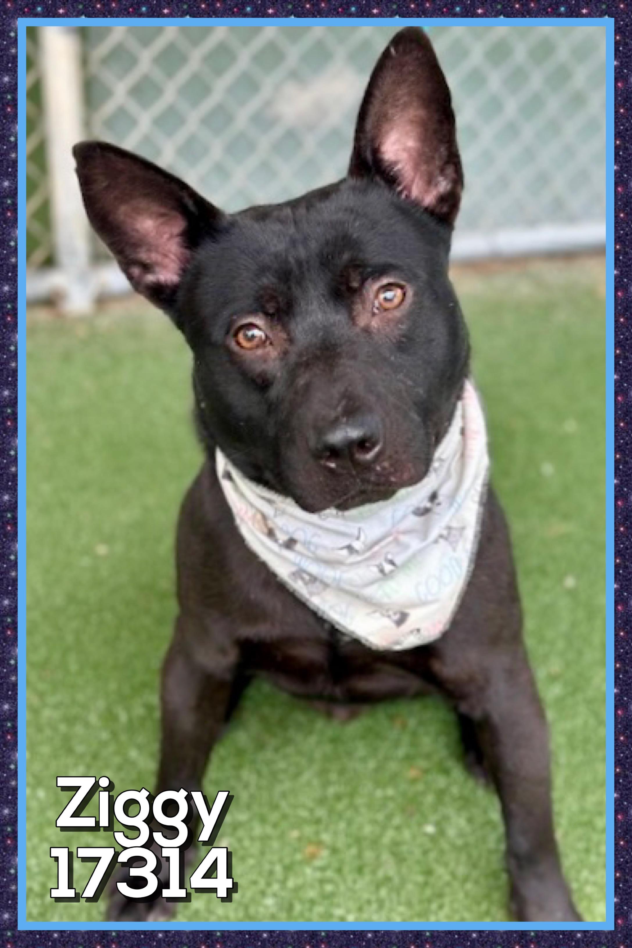 ZIGGY, ADOPTABLE, Young Male Australian Kelpie.