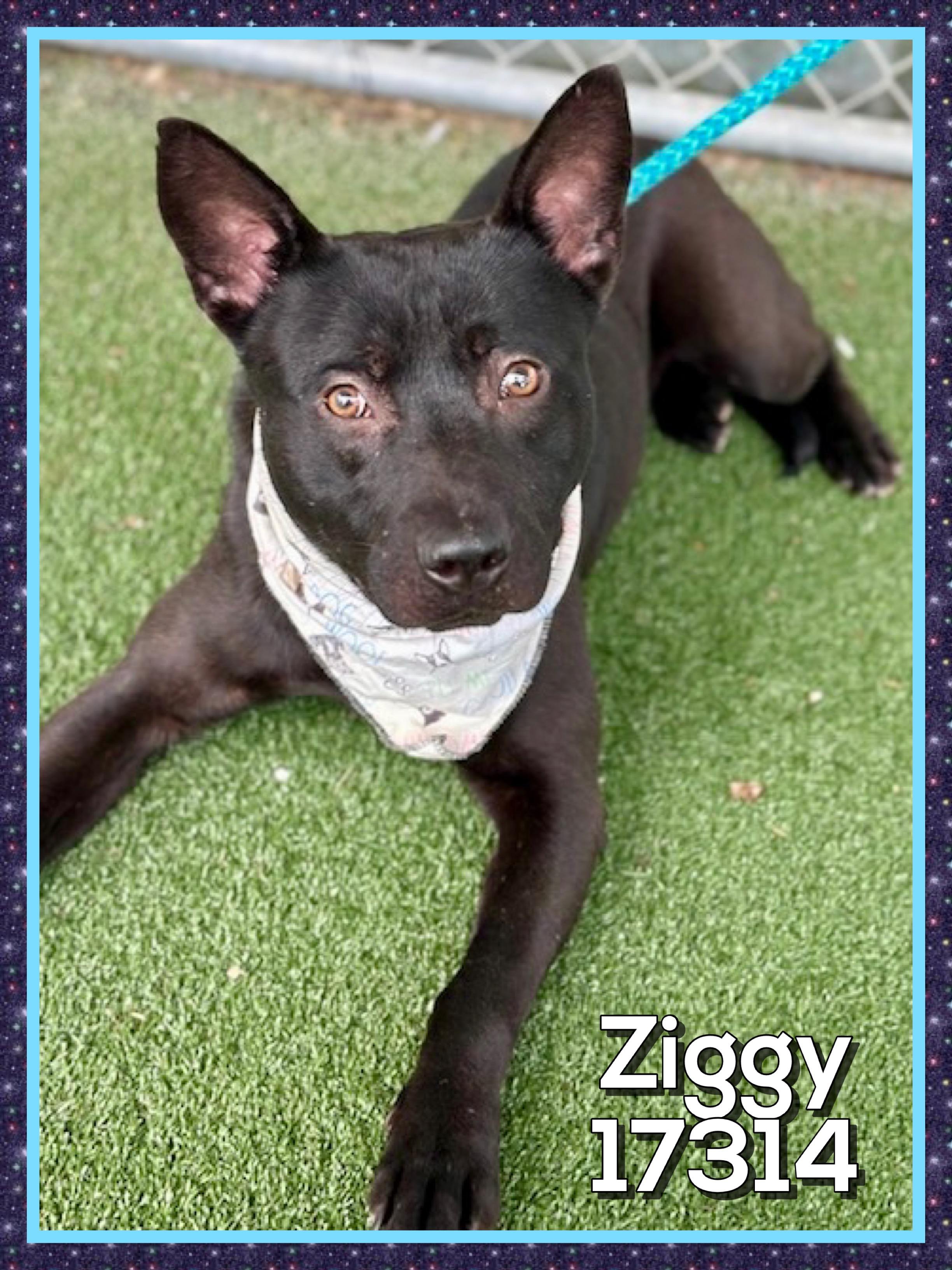 Enlarge ZIGGY, a ADOPTABLE mixed breed in Marietta, GA image 2/5