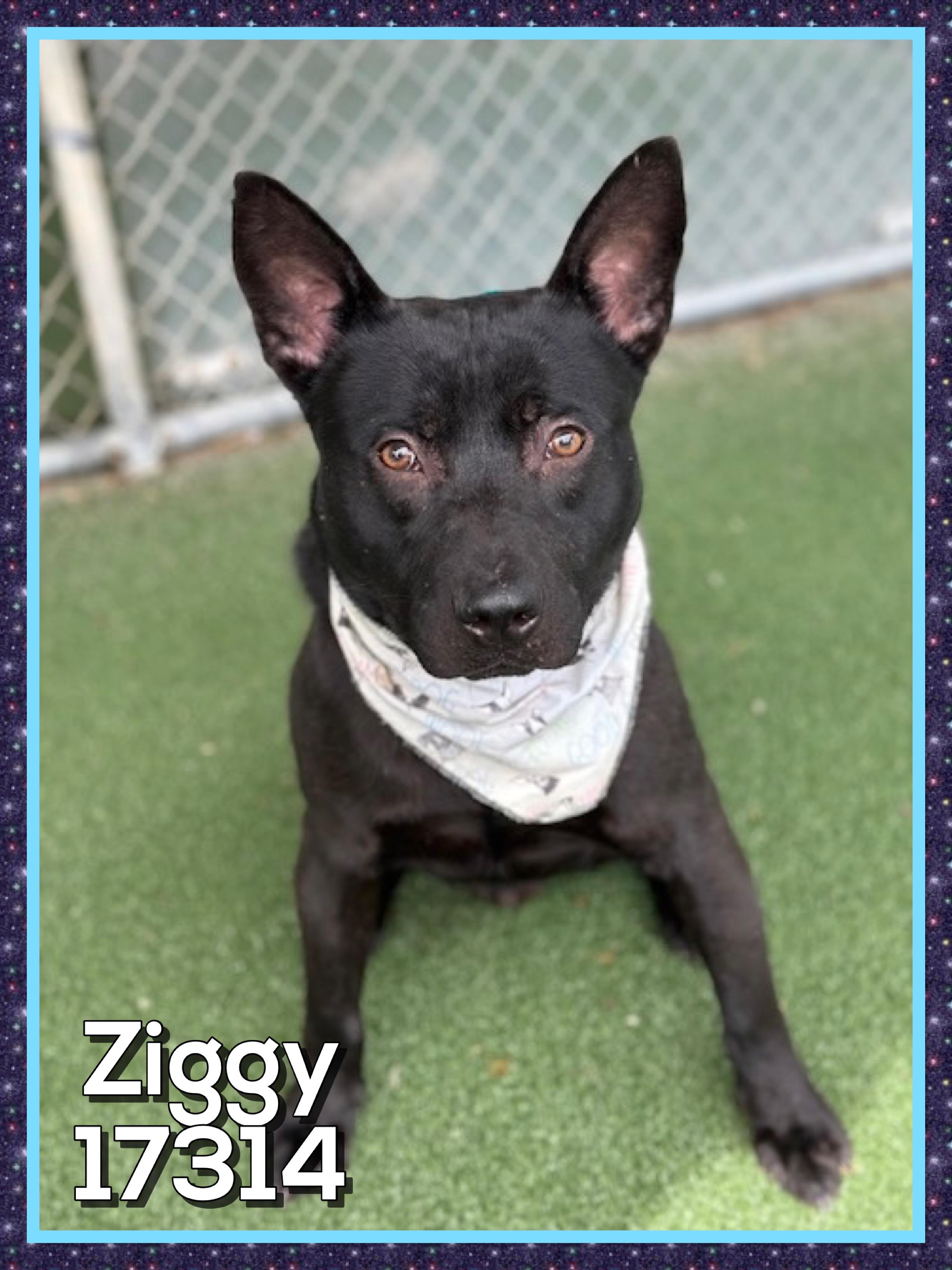Enlarge ZIGGY, a ADOPTABLE mixed breed in Marietta, GA image 3/5