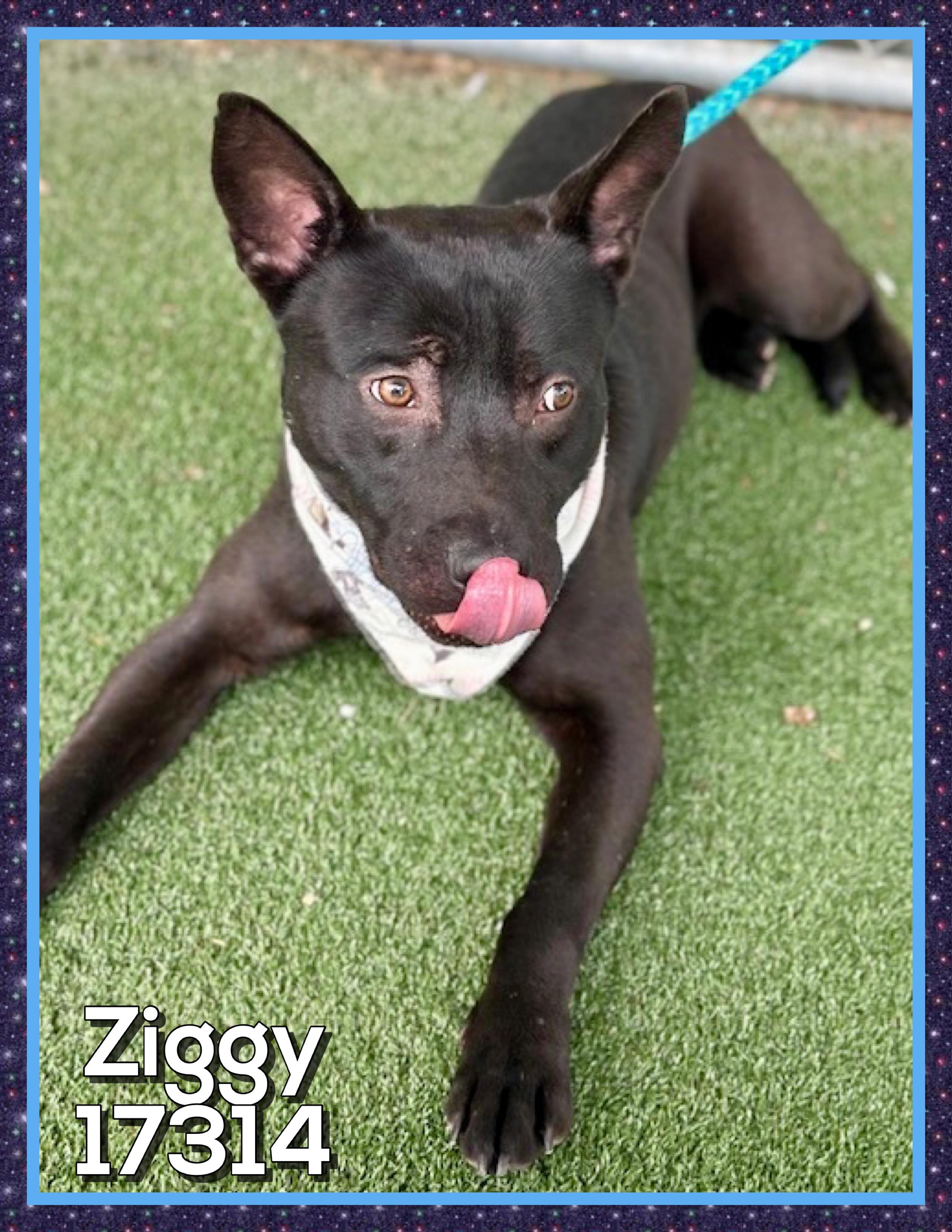 Enlarge ZIGGY, a ADOPTABLE mixed breed in Marietta, GA image 5/5
