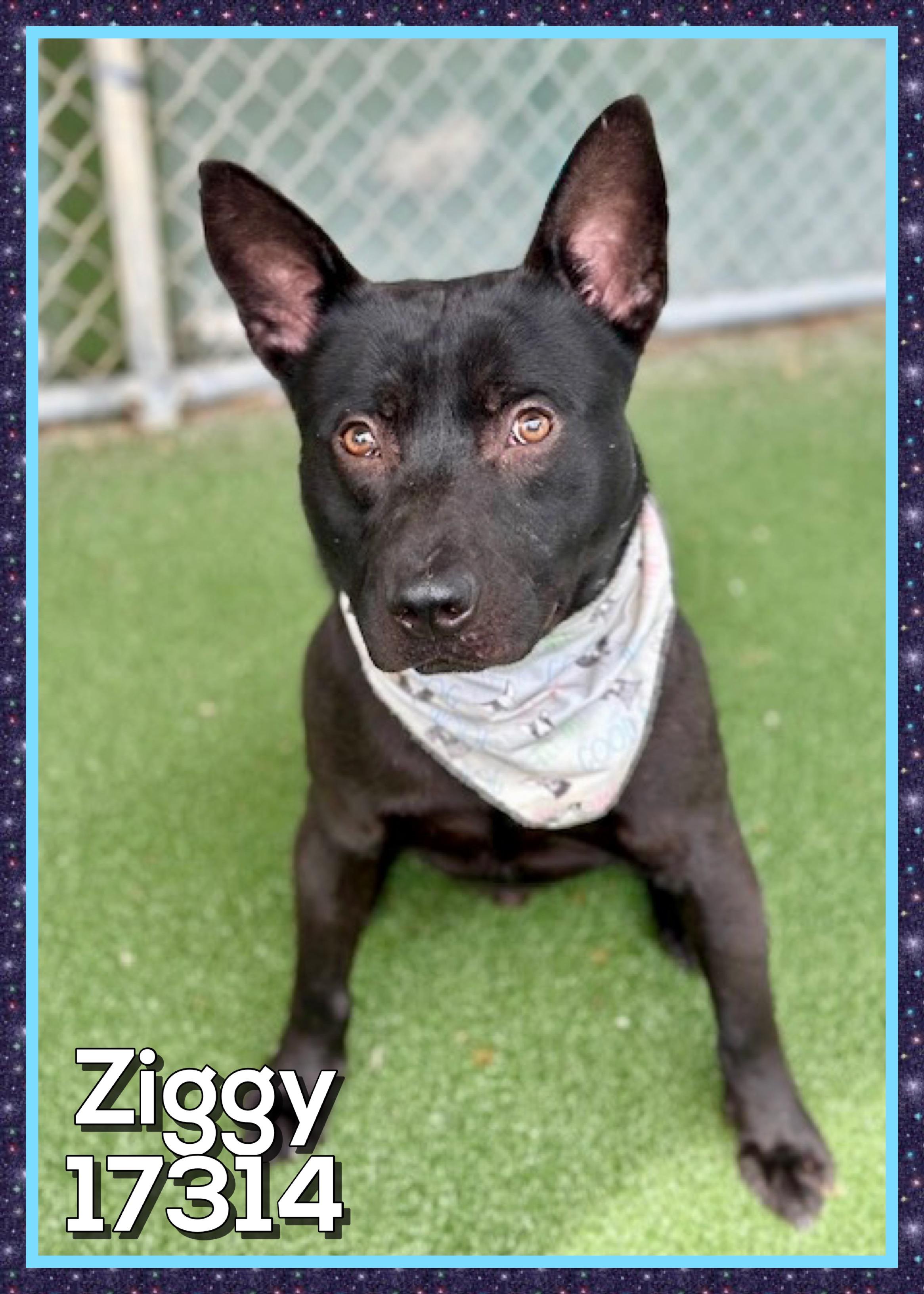 Enlarge ZIGGY, a ADOPTABLE mixed breed in Marietta, GA image 4/5