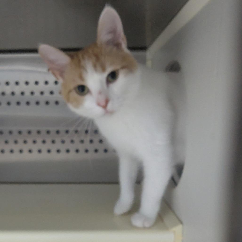 Christopher Herman, Adoptable, Adult Male Domestic Short Hair.