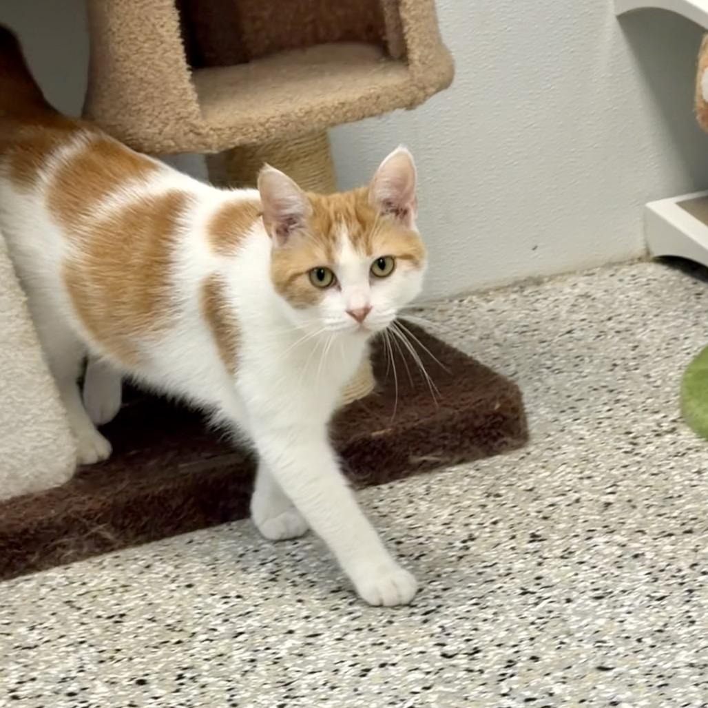 Enlarge Christopher Herman, a Adoptable Domestic Short Hair in Winchester, TN image 2/4