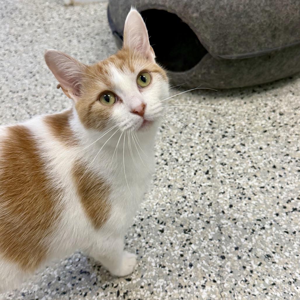 Enlarge Christopher Herman, a Adoptable Domestic Short Hair in Winchester, TN image 3/4