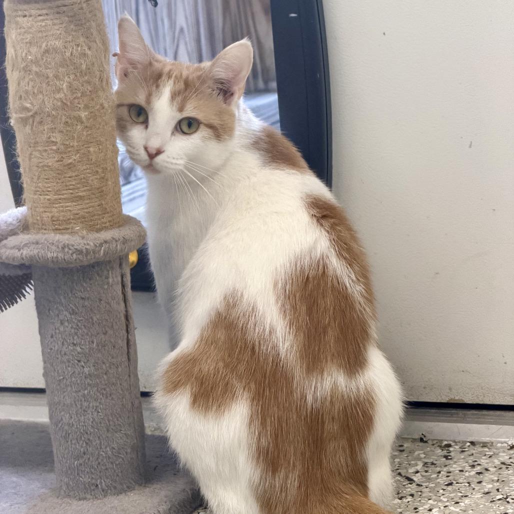 Enlarge Christopher Herman, a Adoptable Domestic Short Hair in Winchester, TN image 4/4